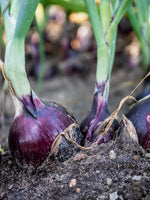 Lade das Bild in den Galerie-Viewer, Rote Zwiebeln