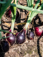 Lade das Bild in den Galerie-Viewer, Rote Zwiebeln