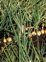 Lade das Bild in den Galerie-Viewer, Speisezwiebeln