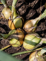Lade das Bild in den Galerie-Viewer, Speisezwiebeln