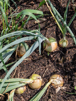 Lade das Bild in den Galerie-Viewer, Speisezwiebeln